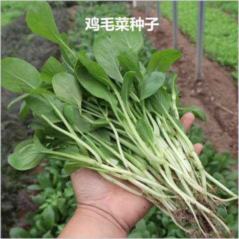 【蔬菜种子】鸡毛菜种子3g，国产品牌种子，保证质量