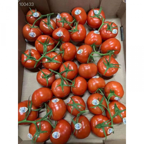 新鲜有枝番茄 （约11磅）