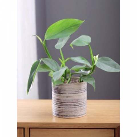 【室内绿绒】稀有热带哈斯塔曼绿绒植物盆栽 室内办公室四级好养雨林绿植盆景 0.5加仑绿盆