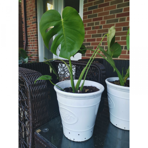 【室内绿植】龟背竹+简约白盆，一岁以上的龟背竹，已经开背，盆大概3加仑，每周浇一次水，好养护