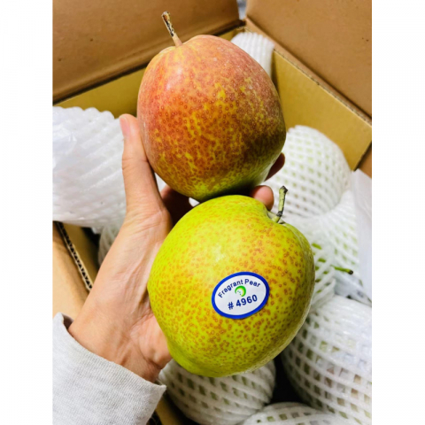 爆款现货 正宗雪香梨（7公斤左右/箱）