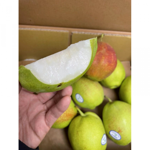 爆款现货 正宗雪香梨（7公斤左右/箱）