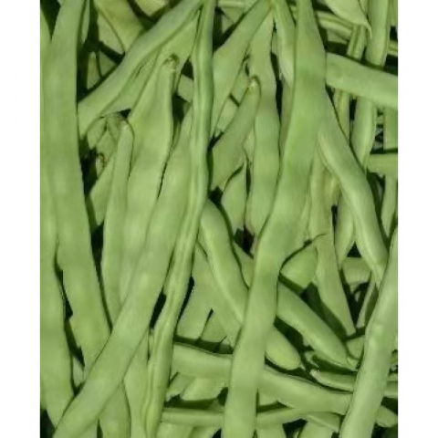 【清仓特价，不退不换】高产鲁青芸豆种子25粒