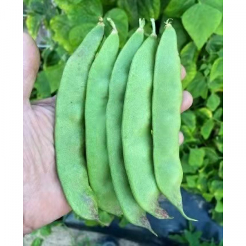 【清仓特价，不退不换】东北油豆角种子20粒