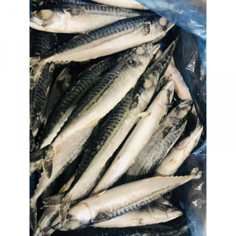 特价冰岛池鱼 4条 4磅左右