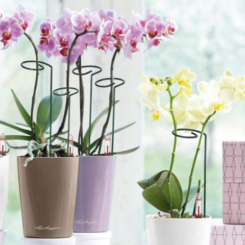 5支/组钢丝喷塑小圆单枝花支柱线径3.5mm