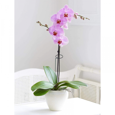 5支/组钢丝喷塑小圆单枝花支柱线径3.5mm