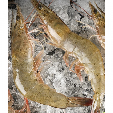 单冻顶级 南美白虾 4磅/盒 2盒