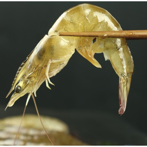 单冻顶级 南美白虾 4磅/盒 2盒