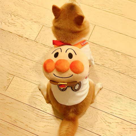 清仓甩卖 不退不换 宠物防走丢背包