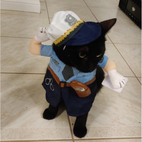 清仓甩卖 不退不换 搞怪猫狗交警服