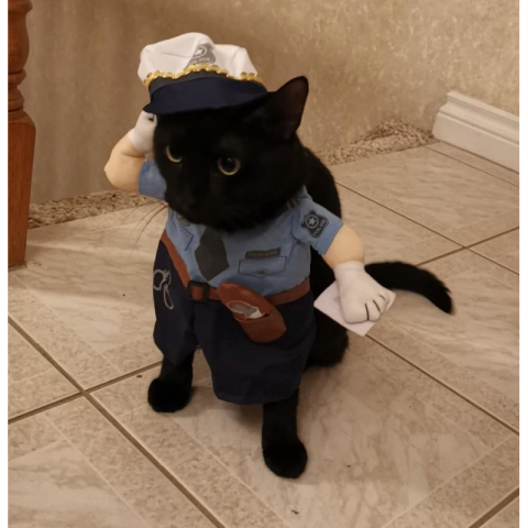 清仓甩卖 不退不换 搞怪猫狗交警服