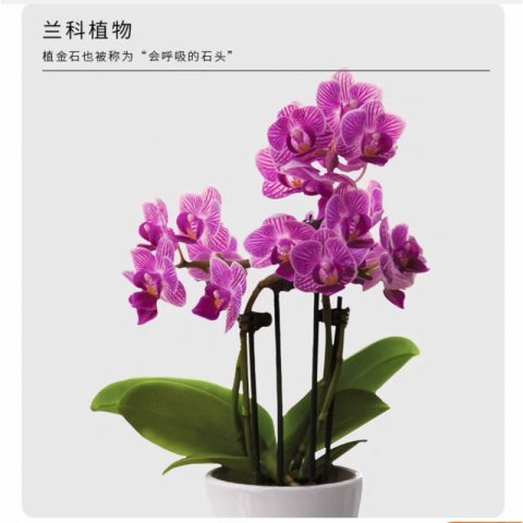 日本进口植金石原装