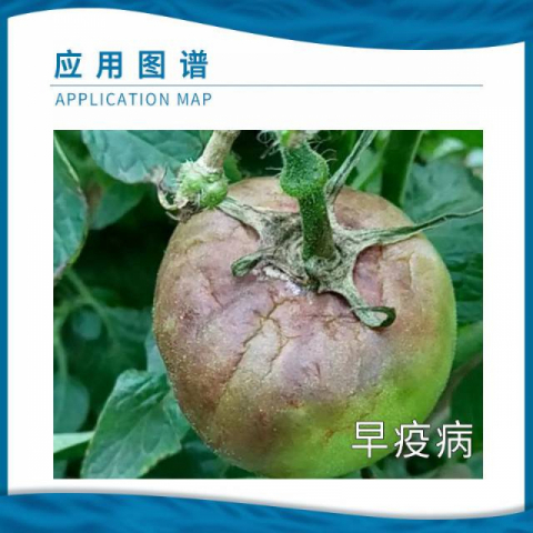 100g/包国光代森锰锌作物杀菌剂