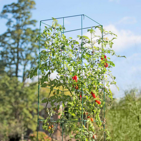 方形折塔铁番茄架100*30cm