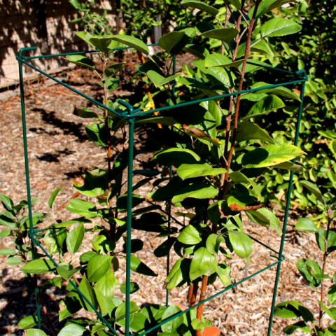 方形折塔铁番茄架100*30cm