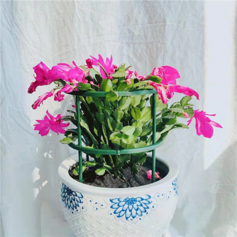 4个圆形双层植物支撑笼架