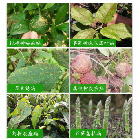 10g/袋先正达世高苯醚甲环唑杀菌剂