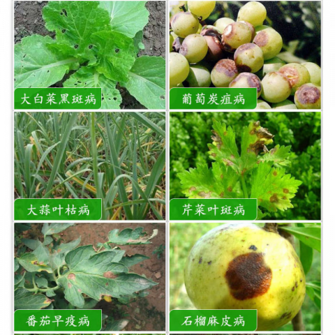 10g/袋先正达世高苯醚甲环唑杀菌剂