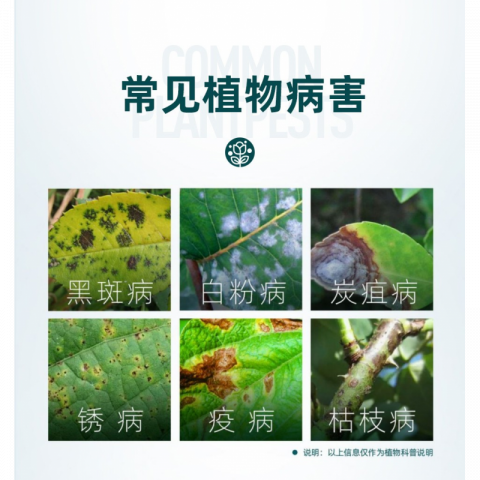 15g/盒千百季好青闲苯甲吡唑酯杀菌剂