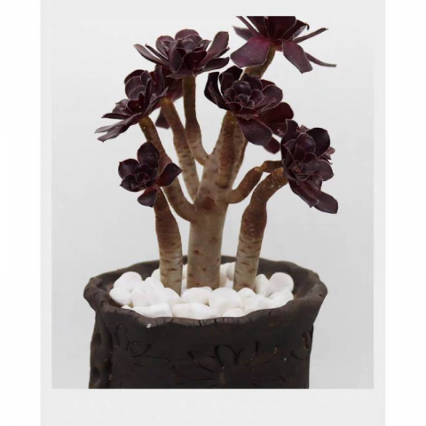 10斤园艺种植白石子