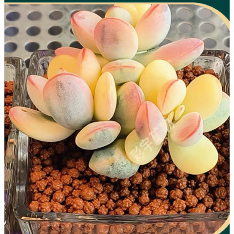 园艺种植陶化多元土营养土2～5mm