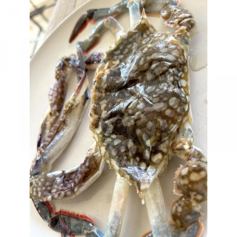 金筷子 野生软壳蟹