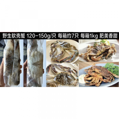 金筷子 野生软壳蟹