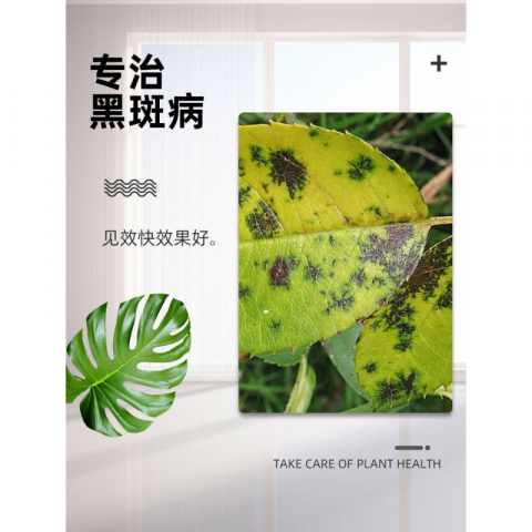 20g/盒植物黑斑病专用药