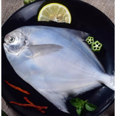 极品船冻锁鲜舟山大白鲳 2条