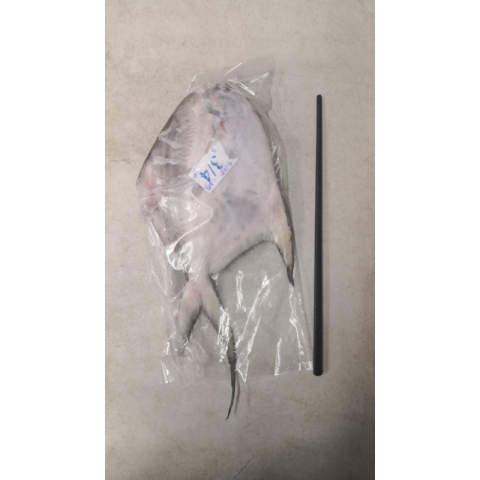 极品船冻锁鲜舟山大白鲳 2条