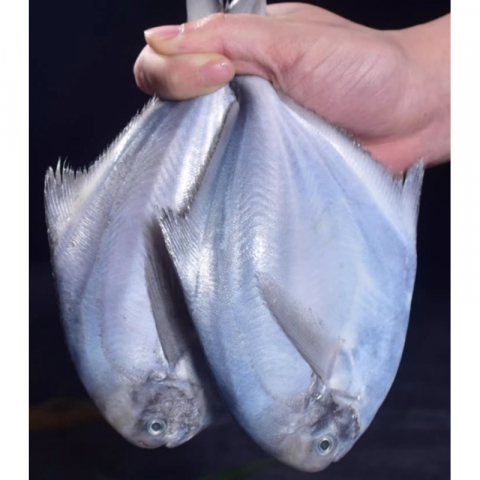 极品船冻锁鲜舟山大白鲳 2条