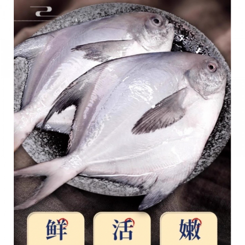 极品船冻锁鲜舟山大白鲳 2条