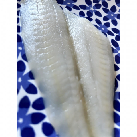 野生阿拉斯蝶鱼Sole