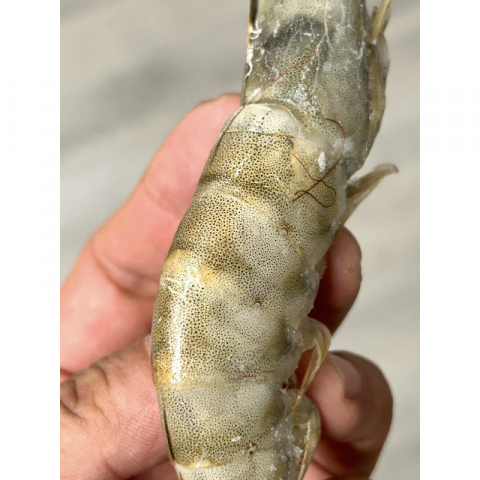 鲜冻太平洋大虾