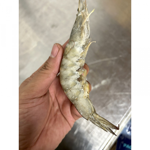 鲜冻太平洋大虾